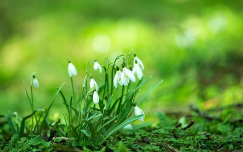植物在心理疗愈中的应用