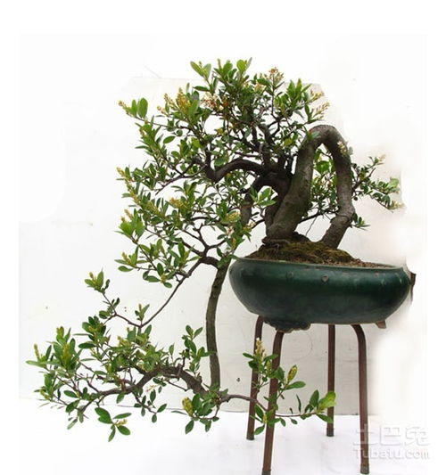 黄杨树嫁接的奇妙时光