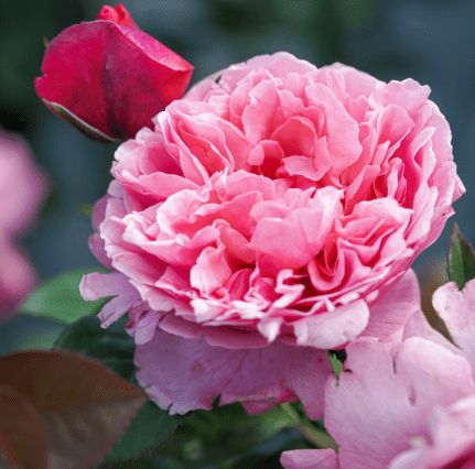 月季之美， 瑞士国际月季新品竞赛奖(Nyon奖)的魅力