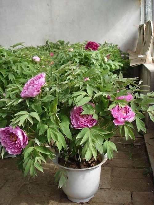 黑牡丹花怎么养？掌握这些技巧
