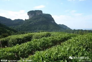 武夷山顶级绿茶叶批发价一览，每袋仅需多少？