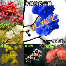 素心腊梅：冬日里的金黄暖阳