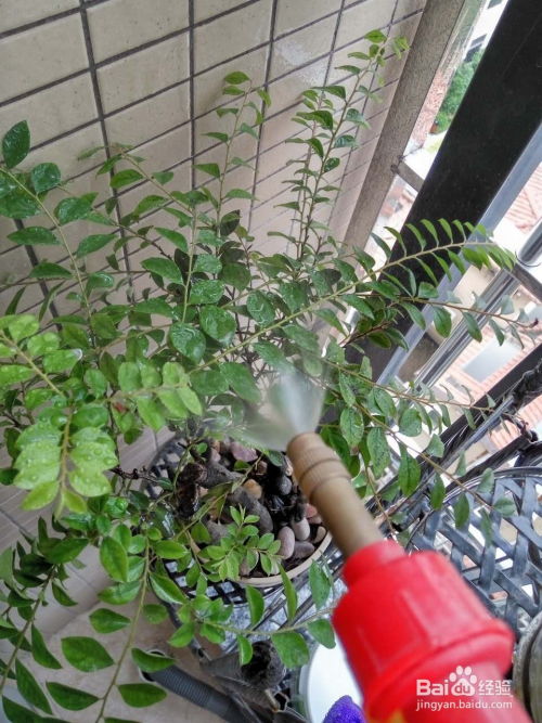 植物灰尘怎么清理？用湿布擦拭还是喷水冲洗