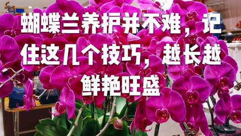 蝴蝶兰养护技巧，如何让它越长越旺盛