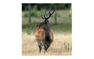 五、 特殊养殖项目