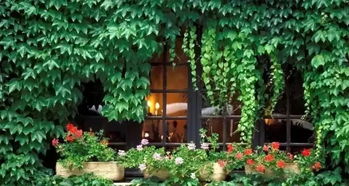 结缕草+酢浆草：组合搭配， 景观提升