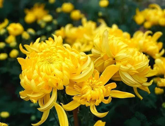 菊花未绽放，花蕊何所藏