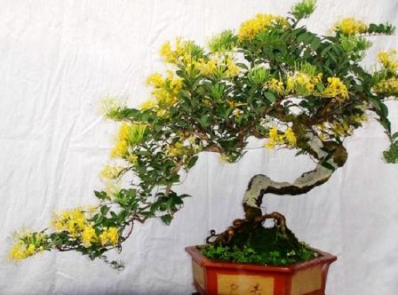 盆栽金银花种植技术详解中，如何避免金银花叶子发黄？