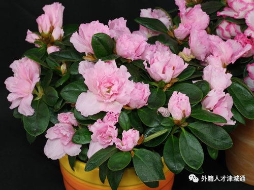 兰花与玫瑰， 花中的贵族