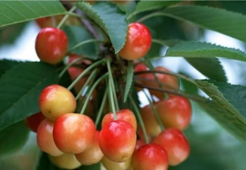 樱桃种子如何种植才能提高成活率并保证果实品质
