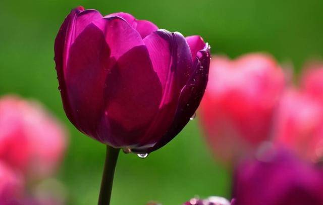 郁金香花语：爱情永恒