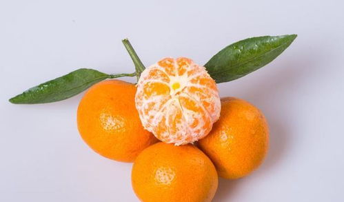 橙子籽发芽， 步骤包括选择和种植