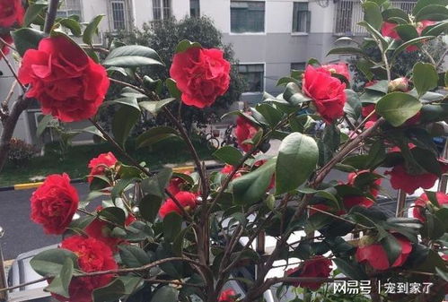 克瑞墨大牡丹， 茶花中的佼佼者