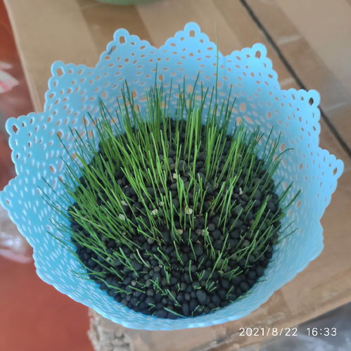 一、果岭草发芽后那是啥模样呢那个？