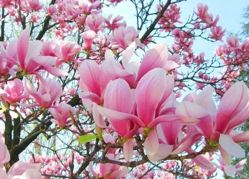 红玉兰，花中君子