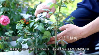 修剪花朵， 保留健壮叶片