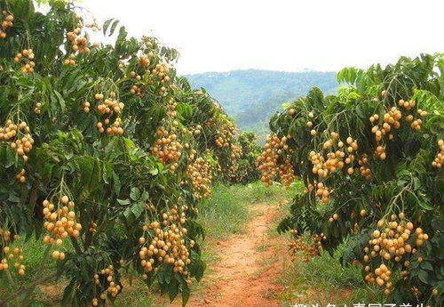种树第五步：浇水，就像喂奶一样温柔