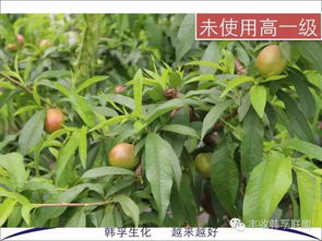 病害本身， 说了算