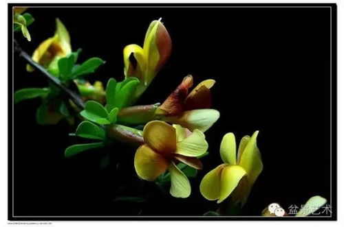 冬季防寒：让大树度过寒冷的冬天