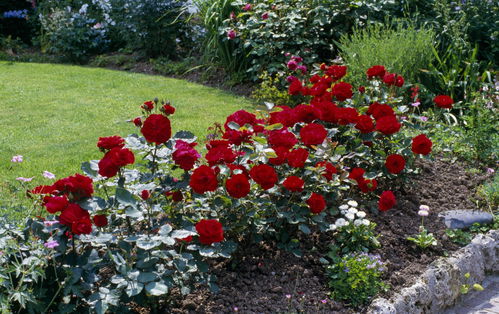 假日岛塔希提月季，美丽花朵的秘密