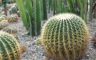 米邦塔仙人掌盆栽技巧：微酸性肥沃壤土栽培法，提升畜牧养殖效率