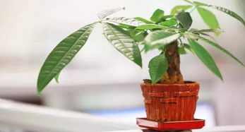 壤土的种植指南