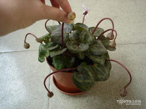 仙客来种子发芽时间及过程图，花卉种植必备！