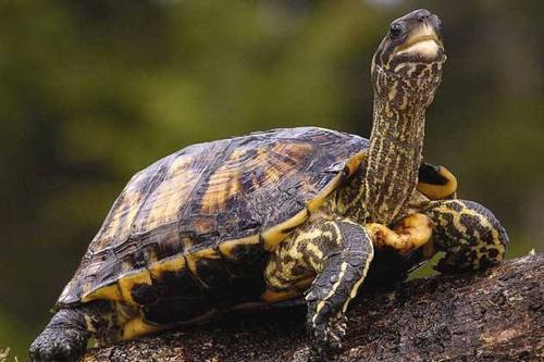 紧急转移， 清水冲洗