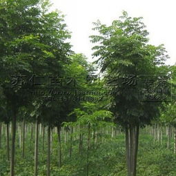 5公分栾树：小树苗的价格亲民
