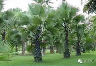 广德，你是我心中的那片棕榈树