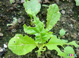 蔬菜病虫害防治的农药大全