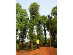 香樟树种植户的售价策略