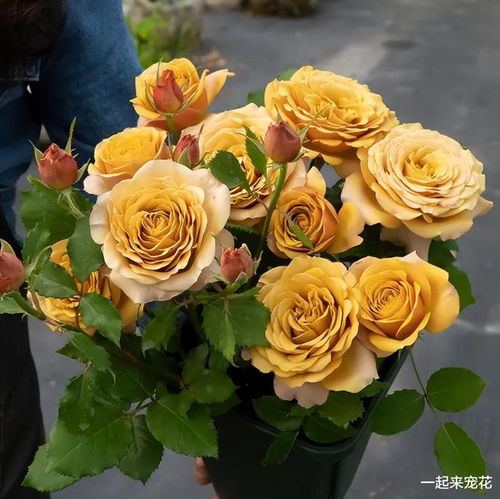 请问有哪些高杯切花月季十大经典品种
