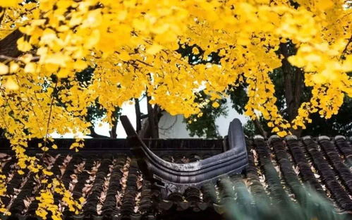 夜的低语，自然的秘密