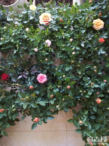 紫霄月季：高贵紫色的庭院角落伴侣