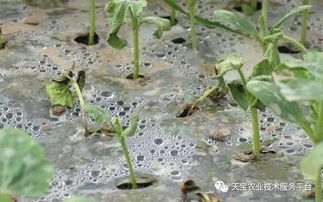 春季西瓜育苗，需注意温度、湿度、病虫害防治