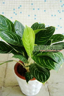 白雪公主植物养护