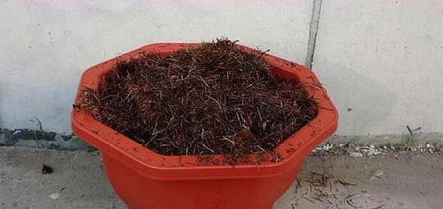 用动物的粪肥试试堪