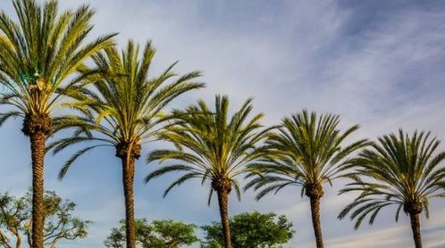 比喻的魔法， 叶子的变身