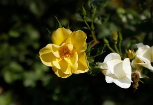 美思泰月季的花期究竟长不长？