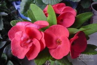 铁海棠：功Neng与用法