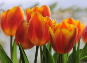 不同品种价格差异大不大？