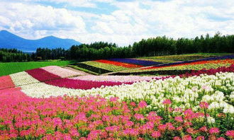 山间的花田， 隐藏的神秘世界