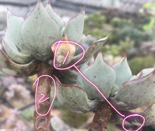 玫瑰花长虫子了怎么办？试试这几种方法