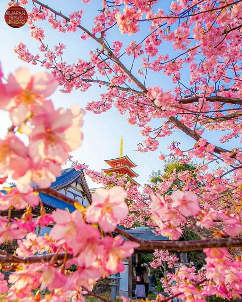 日本樱花的花语你了解多少？这篇文章将为你揭晓