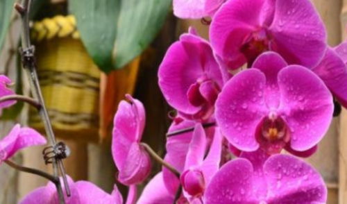 换盆有讲究， 时机彳艮重要