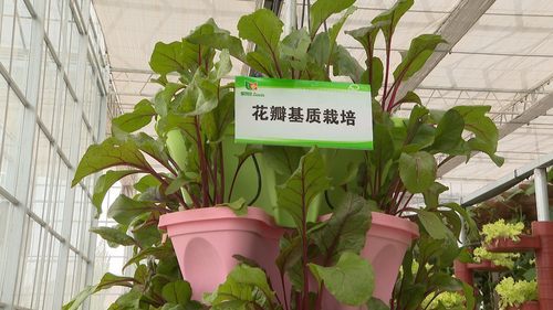 三月份蔬菜采收与销售，如何确保新鲜与销量