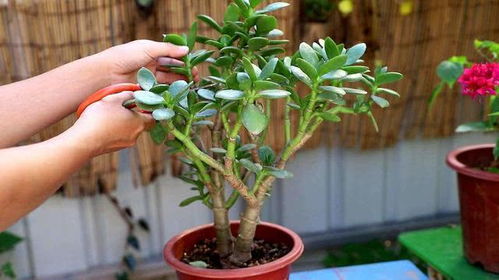 玉树叶子老化掉落，修剪攻略大揭秘！