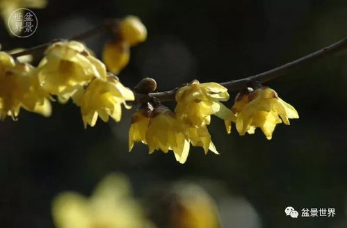 馨口腊梅与素心腊梅：有何区别？