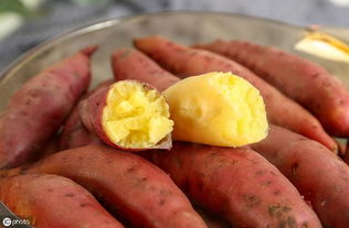 红薯是一种高产、适应性强的粮食作物